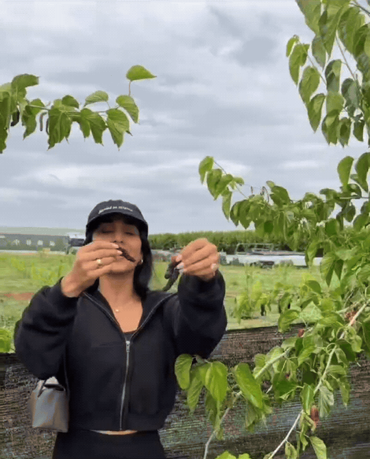 🍇Dried Black Mulberries — the superfruit snack-JT9